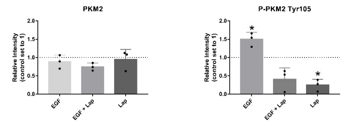 EGF stimulation and lapatinib treatment impact on levels of P-PKM2.jpg